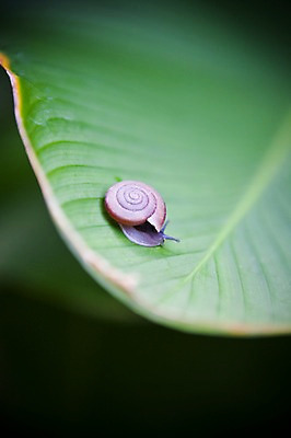 포토 JPG 주간 식물 동물 해외기획촬영 해외풍경 해외 아시아 2010년태국 태국 나뭇잎 연체동물 풍경 사람없음 야외 아웃포커스 동남아시아 달팽이 달팽이집 국내포토 자연요소 나라 잎 무척추동물 촬영기법 파일형식