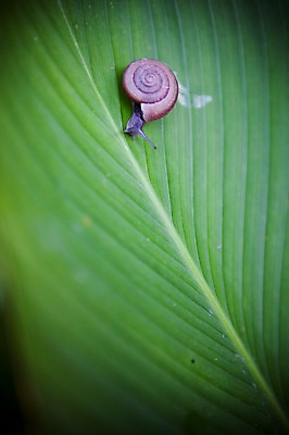 포토 JPG 주간 식물 동물 해외기획촬영 해외풍경 해외 아시아 2010년태국 태국 나뭇잎 연체동물 풍경 사람없음 야외 아웃포커스 동남아시아 달팽이 달팽이집 국내포토 자연요소 나라 잎 무척추동물 촬영기법 파일형식