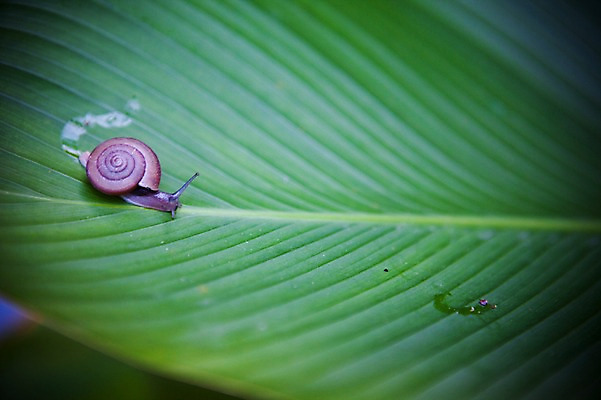 포토 JPG 주간 식물 동물 해외기획촬영 해외풍경 해외 아시아 2010년태국 태국 나뭇잎 연체동물 풍경 사람없음 야외 아웃포커스 동남아시아 달팽이 달팽이집 국내포토 자연요소 나라 잎 무척추동물 촬영기법 파일형식