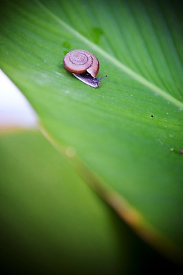 포토 JPG 주간 식물 동물 해외기획촬영 해외풍경 해외 아시아 2010년태국 태국 나뭇잎 연체동물 풍경 사람없음 야외 아웃포커스 동남아시아 달팽이 달팽이집 국내포토 자연요소 나라 잎 무척추동물 촬영기법 파일형식