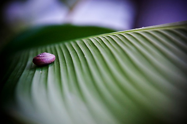 포토 JPG 주간 식물 동물 해외기획촬영 해외풍경 해외 아시아 2010년태국 태국 나뭇잎 연체동물 풍경 사람없음 야외 아웃포커스 동남아시아 달팽이 달팽이집 국내포토 자연요소 나라 잎 무척추동물 촬영기법 파일형식