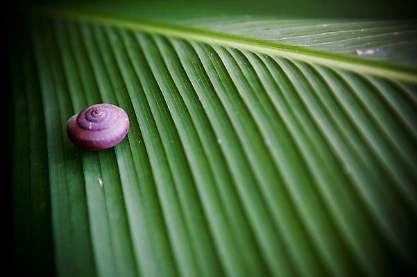 포토 JPG 주간 식물 동물 해외기획촬영 해외풍경 해외 아시아 2010년태국 태국 나뭇잎 연체동물 풍경 사람없음 야외 아웃포커스 동남아시아 달팽이 달팽이집 국내포토 자연요소 나라 잎 무척추동물 촬영기법 파일형식