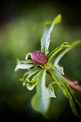포토 JPG 주간 식물 동물 해외기획촬영 해외풍경 해외 아시아 2010년태국 태국 나뭇잎 연체동물 풍경 사람없음 야외 아웃포커스 동남아시아 달팽이 달팽이집 국내포토 자연요소 나라 잎 무척추동물 촬영기법 파일형식