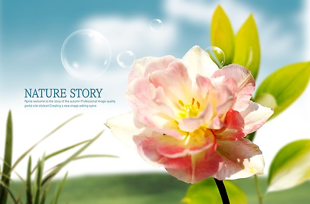 PSD 식물 구름 편집이미지 꽃 분홍색 한송이 하늘 풍경 사람없음 풀 이미지편집 자연요소 1 컬러 송이 파일형식