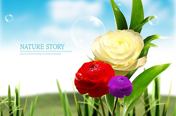 PSD 식물 구름 편집이미지 꽃 줄기 하늘 풍경 사람없음 빨간색 노란색 물방울 공기방울 라넌큘러스 이미지편집 자연요소 컬러 파일형식