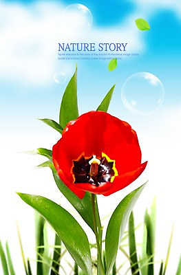 PSD 식물 편집이미지 꽃 잎 한송이 나뭇잎 사람없음 빨간색 풀 공기방울 이미지편집 1 컬러 송이 파일형식