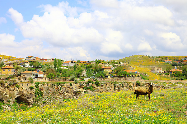 포토 JPG 주간 나무 식물 동물 구름 한마리 해외풍경 해외 꽃 꽃밭 중동 자연 하늘 주택 카파도키아 풍경 사람없음 야외 마을 골짜기 계곡 맑음 돌_바위 바위 방목 언덕 으흐랄라계곡 고산지대 튀르키예 국내포토 자연요소 1 나라 아시아 날씨 산 건물 축산업 생태계 파일형식