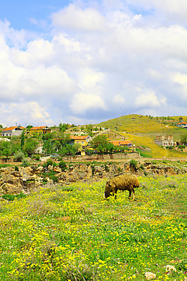 포토 JPG 주간 나무 식물 동물 구름 한마리 해외풍경 해외 꽃 꽃밭 중동 자연 하늘 주택 카파도키아 풍경 사람없음 야외 마을 골짜기 계곡 맑음 돌_바위 바위 방목 언덕 으흐랄라계곡 고산지대 튀르키예 국내포토 자연요소 1 나라 아시아 날씨 산 건물 축산업 생태계 파일형식