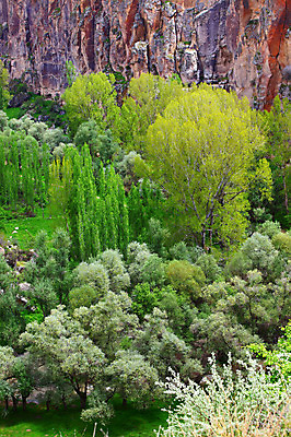 포토 JPG 주간 나무 식물 해외풍경 해외 중동 자연 바위산 카파도키아 풍경 사람없음 야외 골짜기 계곡 암석 돌_바위 바위 숲 으흐랄라계곡 튀르키예 국내포토 자연요소 나라 아시아 돌산 생태계 파일형식