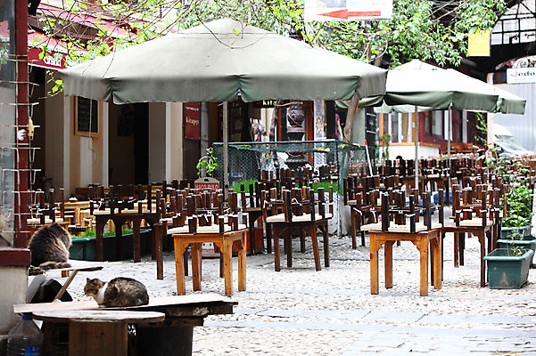 포토 JPG 주간 나무 식물 동물 해외풍경 해외 화분 의자 중동 탁자 거리 이스탄불 거리풍경 풍경 사람없음 야외 도시풍경 상점 식당 고양이 카페 도시 파라솔 천막 노천카페 탁심 동물라이프 반려 야외식당 튀르키예 국내포토 자연요소 라이프스타일 나라 아시아 가구 포유류 반려동물 파일형식