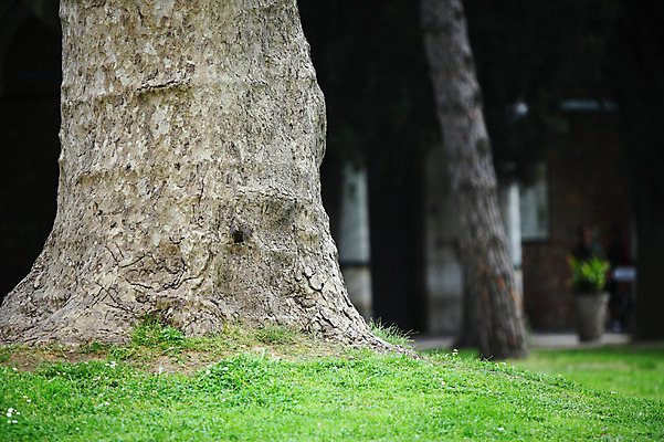 포토 JPG 주간 나무 식물 해외풍경 해외 공원 외국문화 중동 자연 이스탄불 풍경 잔디 사람없음 야외 아웃포커스 정원 궁전 터키문화 나무밑둥 토프카프궁전 튀르키예 국내포토 자연요소 동양문화 공공시설 나라 아시아 문화 고건축 촬영기법 생태계 파일형식