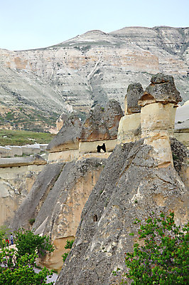 포토 JPG 주간 나무 식물 해외풍경 해외 여행 유적 중동 유적지 자연 바위산 산 카파도키아 사람 풍경 초원 야외 관광지 여행객 골짜기 암석 돌_바위 바위 기암괴석 버섯모양 버섯바위 파샤바 튀르키예 국내포토 자연요소 모양 전통 나라 아시아 고건축 바위_돌 돌산 생태계 파일형식