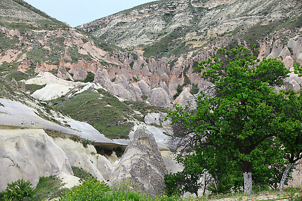 포토 JPG 주간 나무 식물 해외풍경 해외 중동 자연 바위산 산 카파도키아 풍경 초원 사람없음 야외 관광지 골짜기 암석 돌_바위 바위 기암괴석 언덕 버섯모양 버섯바위 파샤바 튀르키예 국내포토 자연요소 모양 나라 아시아 여행 바위_돌 돌산 생태계 파일형식