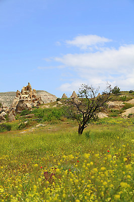 포토 JPG 주간 나무 식물 구름 해외풍경 해외 꽃 유적 중동 유적지 자연 하늘 바위산 산 카파도키아 국립공원 풍경 초원 사람없음 야외 골짜기 맑음 세계문화유산 암석 돌_바위 바위 동굴 기암괴석 고대도시 괴레메 동굴집 바위동굴 튀르키예 국내포토 자연요소 전통 공원 나라 아시아 고건축 날씨 고대문명 문화재 바위_돌 돌산 생태계 파일형식