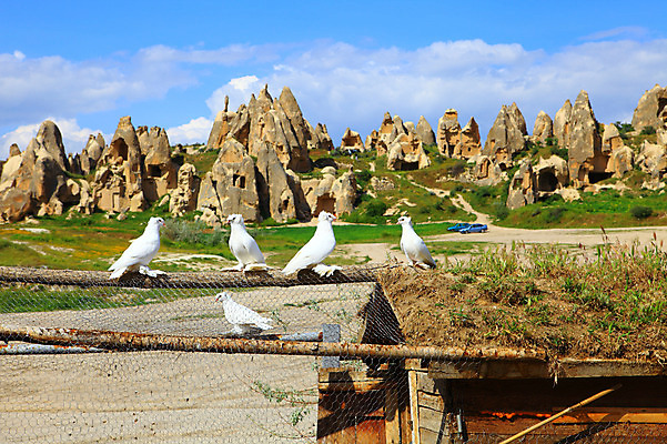 포토 JPG 주간 동물 구름 해외풍경 해외 유적 여러마리 중동 유적지 자연 조류 하늘 바위산 산 카파도키아 국립공원 풍경 초원 사람없음 야외 울타리 골짜기 맑음 수레 세계문화유산 암석 돌_바위 바위 동굴 기암괴석 고대도시 괴레메 동굴집 바위동굴 튀르키예 국내포토 자연요소 전통 공원 나라 아시아 다수 고건축 날씨 고대문명 담장 카트 문화재 바위_돌 돌산 생태계 파일형식