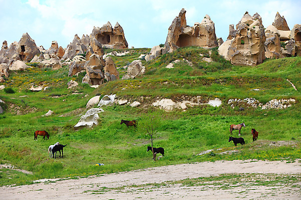 포토 JPG 주간 나무 식물 동물 구름 해외풍경 해외 유적 중동 유적지 자연 하늘 바위산 카파도키아 국립공원 풍경 초원 사람없음 야외 골짜기 맑음 목장 세계문화유산 암석 돌_바위 바위 말_동물 동굴 방목 기암괴석 고대도시 괴레메 동굴집 바위동굴 튀르키예 국내포토 자연요소 전통 공원 나라 아시아 고건축 포유류 날씨 고대문명 문화재 바위_돌 축산업 돌산 생태계 파일형식