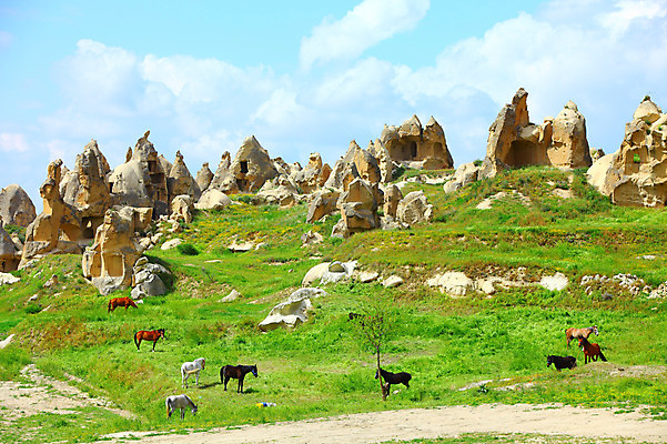 포토 JPG 주간 나무 식물 동물 구름 해외풍경 해외 유적 중동 유적지 자연 하늘 바위산 카파도키아 국립공원 풍경 초원 사람없음 야외 골짜기 맑음 목장 세계문화유산 암석 돌_바위 바위 말_동물 동굴 방목 기암괴석 고대도시 괴레메 동굴집 바위동굴 튀르키예 국내포토 자연요소 전통 공원 나라 아시아 고건축 포유류 날씨 고대문명 문화재 바위_돌 축산업 돌산 생태계 파일형식