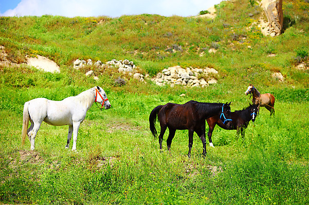 포토 JPG 주간 동물 해외풍경 해외 여러마리 중동 포유류 자연 카파도키아 국립공원 풍경 초원 사람없음 야외 목장 세계문화유산 돌_바위 바위 말_동물 방목 언덕 괴레메 튀르키예 국내포토 자연요소 공원 나라 아시아 다수 문화재 축산업 생태계 파일형식