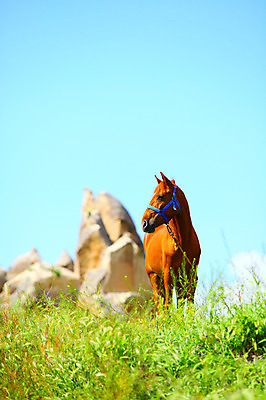 포토 JPG 주간 동물 한마리 해외풍경 해외 유적 중동 유적지 자연 하늘 바위산 카파도키아 국립공원 풍경 초원 사람없음 야외 아웃포커스 맑음 세계문화유산 암석 돌_바위 바위 말_동물 동굴 방목 기암괴석 언덕 고대도시 괴레메 동굴집 튀르키예 국내포토 자연요소 1 전통 공원 나라 아시아 고건축 포유류 날씨 고대문명 촬영기법 문화재 바위_돌 축산업 돌산 생태계 파일형식