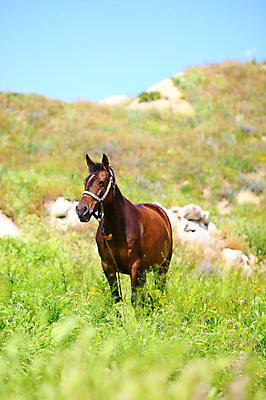 포토 JPG 주간 동물 한마리 해외풍경 해외 유적 중동 유적지 자연 하늘 카파도키아 국립공원 풍경 초원 사람없음 야외 아웃포커스 맑음 세계문화유산 암석 돌_바위 바위 말_동물 방목 기암괴석 언덕 고대도시 괴레메 튀르키예 국내포토 자연요소 1 전통 공원 나라 아시아 고건축 포유류 날씨 고대문명 촬영기법 문화재 바위_돌 축산업 생태계 파일형식