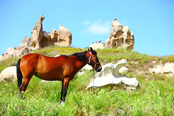 포토 JPG 주간 동물 구름 한마리 해외풍경 해외 유적 중동 유적지 자연 하늘 바위산 카파도키아 국립공원 풍경 초원 사람없음 야외 맑음 세계문화유산 암석 돌_바위 바위 말_동물 동굴 방목 기암괴석 언덕 고대도시 괴레메 동굴집 바위동굴 튀르키예 국내포토 자연요소 1 전통 공원 나라 아시아 고건축 포유류 날씨 고대문명 문화재 바위_돌 축산업 돌산 생태계 파일형식
