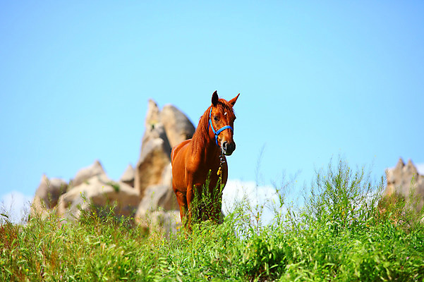 포토 JPG 주간 동물 구름 한마리 해외풍경 해외 유적 중동 유적지 자연 하늘 바위산 카파도키아 국립공원 풍경 초원 사람없음 야외 아웃포커스 맑음 세계문화유산 암석 돌_바위 바위 말_동물 동굴 방목 기암괴석 언덕 고대도시 괴레메 동굴집 튀르키예 국내포토 자연요소 1 전통 공원 나라 아시아 고건축 포유류 날씨 고대문명 촬영기법 문화재 바위_돌 축산업 돌산 생태계 파일형식