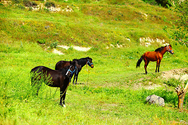 포토 JPG 주간 동물 해외풍경 해외 중동 포유류 자연 카파도키아 국립공원 세마리 풍경 초원 사람없음 야외 목장 세계문화유산 말_동물 방목 언덕 괴레메 튀르키예 국내포토 자연요소 공원 나라 아시아 3 문화재 축산업 생태계 파일형식