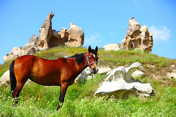 포토 JPG 주간 동물 구름 한마리 해외풍경 해외 유적 중동 유적지 자연 하늘 바위산 카파도키아 국립공원 풍경 초원 사람없음 야외 맑음 세계문화유산 암석 돌_바위 바위 말_동물 동굴 방목 기암괴석 언덕 고대도시 괴레메 동굴집 바위동굴 튀르키예 국내포토 자연요소 1 전통 공원 나라 아시아 고건축 포유류 날씨 고대문명 문화재 바위_돌 축산업 돌산 생태계 파일형식