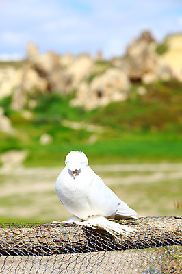 포토 JPG 주간 동물 구름 한마리 해외풍경 해외 유적 중동 유적지 자연 조류 하늘 바위산 산 카파도키아 국립공원 풍경 초원 사람없음 야외 아웃포커스 울타리 골짜기 맑음 세계문화유산 암석 돌_바위 바위 동굴 기암괴석 고대도시 괴레메 동굴집 바위동굴 튀르키예 국내포토 자연요소 1 전통 공원 나라 아시아 고건축 날씨 고대문명 촬영기법 담장 문화재 바위_돌 돌산 생태계 파일형식