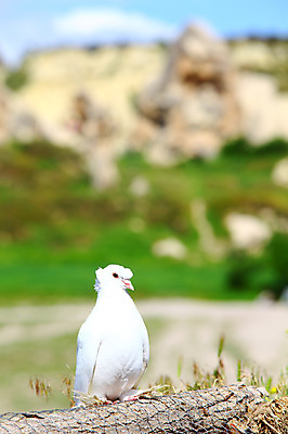 포토 JPG 주간 동물 구름 한마리 해외풍경 해외 유적 중동 유적지 자연 조류 하늘 바위산 산 카파도키아 국립공원 풍경 초원 사람없음 야외 아웃포커스 울타리 골짜기 맑음 세계문화유산 암석 돌_바위 바위 동굴 기암괴석 고대도시 괴레메 동굴집 바위동굴 튀르키예 국내포토 자연요소 1 전통 공원 나라 아시아 고건축 날씨 고대문명 촬영기법 담장 문화재 바위_돌 돌산 생태계 파일형식