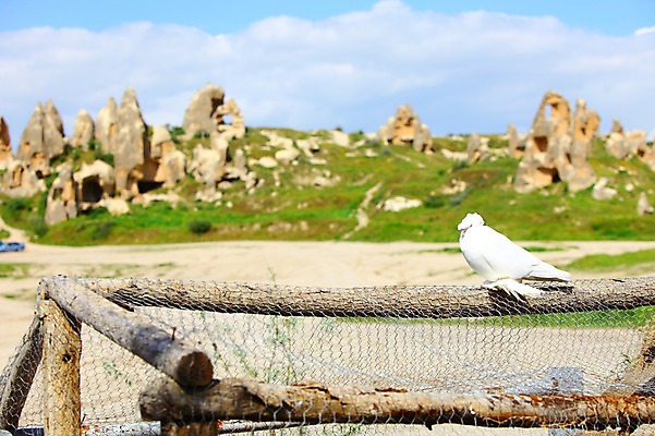 포토 JPG 주간 동물 구름 한마리 해외풍경 해외 유적 중동 유적지 자연 조류 하늘 바위산 산 카파도키아 국립공원 풍경 초원 사람없음 야외 아웃포커스 울타리 골짜기 맑음 세계문화유산 암석 돌_바위 바위 동굴 기암괴석 고대도시 괴레메 동굴집 바위동굴 튀르키예 국내포토 자연요소 1 전통 공원 나라 아시아 고건축 날씨 고대문명 촬영기법 담장 문화재 바위_돌 돌산 생태계 파일형식