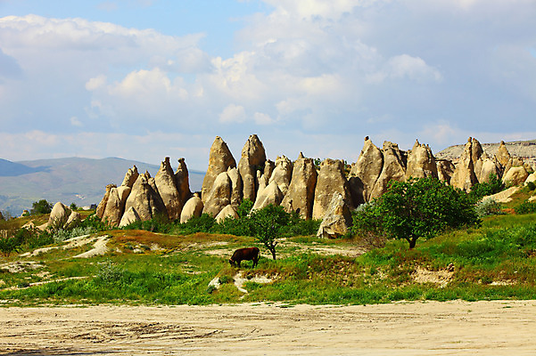 포토 JPG 주간 나무 식물 동물 구름 한마리 해외풍경 해외 유적 중동 유적지 자연 하늘 산 카파도키아 국립공원 풍경 초원 사람없음 야외 골짜기 세계문화유산 암석 돌_바위 바위 소 방목 기암괴석 고대도시 괴레메 튀르키예 국내포토 자연요소 1 전통 공원 나라 아시아 고건축 포유류 고대문명 문화재 바위_돌 축산업 생태계 파일형식
