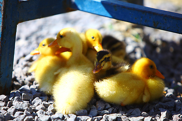 포토 JPG 주간 동물 여러마리 병아리 그림자 근접촬영 사람없음 야외 아웃포커스 조약돌 아기새 튀르키예 국내포토 자연요소 아시아 새끼 뷰포인트 다수 조류 촬영기법 돌_바위 파일형식