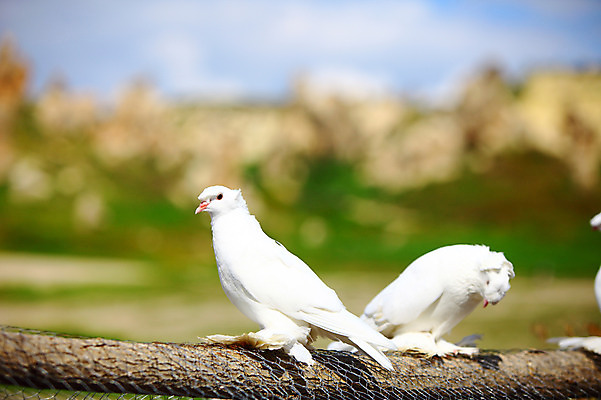 포토 JPG 주간 동물 구름 해외풍경 해외 두마리 유적 중동 유적지 자연 조류 하늘 바위산 산 카파도키아 국립공원 풍경 초원 사람없음 야외 아웃포커스 울타리 골짜기 맑음 세계문화유산 암석 돌_바위 바위 동굴 기암괴석 고대도시 괴레메 동굴집 바위동굴 튀르키예 국내포토 자연요소 전통 공원 나라 아시아 고건축 2 날씨 고대문명 촬영기법 담장 문화재 바위_돌 돌산 생태계 파일형식