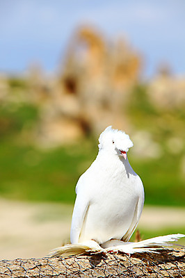 포토 JPG 주간 동물 구름 한마리 해외풍경 해외 유적 중동 유적지 자연 조류 하늘 바위산 산 카파도키아 국립공원 풍경 초원 사람없음 야외 아웃포커스 울타리 골짜기 맑음 세계문화유산 암석 돌_바위 바위 동굴 기암괴석 고대도시 괴레메 동굴집 바위동굴 튀르키예 국내포토 자연요소 1 전통 공원 나라 아시아 고건축 날씨 고대문명 촬영기법 담장 문화재 바위_돌 돌산 생태계 파일형식
