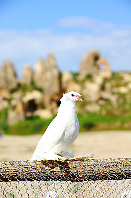 포토 JPG 주간 동물 구름 한마리 해외풍경 해외 유적 중동 유적지 자연 조류 하늘 바위산 산 카파도키아 국립공원 풍경 초원 사람없음 야외 아웃포커스 울타리 골짜기 맑음 세계문화유산 암석 돌_바위 바위 동굴 기암괴석 고대도시 괴레메 동굴집 바위동굴 튀르키예 국내포토 자연요소 1 전통 공원 나라 아시아 고건축 날씨 고대문명 촬영기법 담장 문화재 바위_돌 돌산 생태계 파일형식