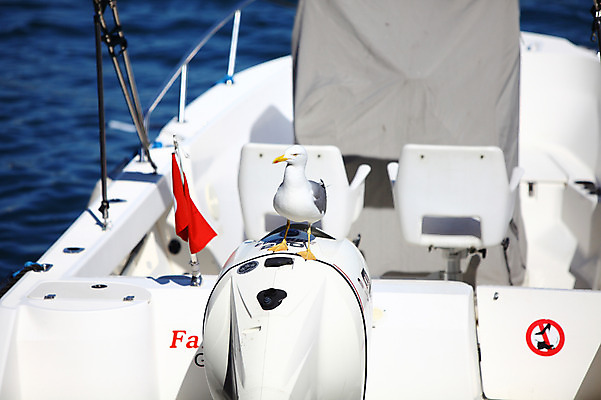 포토 JPG 주간 동물 한마리 해외풍경 해외 교통수단 바다 수상교통 요트 중동 갈매기 조류 이스탄불 풍경 사람없음 야외 아웃포커스 보트 모터보트 선박 튀르키예 국내포토 자연요소 1 나라 아시아 교통 배_교통 촬영기법 파일형식