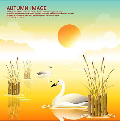 EPS 동물 구름 사계절 계절 백그라운드 일러스트 조류 풍경 사람없음 강 태양 노을 안개 가을 백조 가을배경 국내일러스트 자연요소 날씨 파일형식 벡터 가을_계절