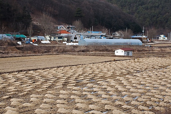 포토 JPG 주간 계절 백그라운드 겨울 주택 한국 논 풍경 사람없음 야외 건물 농경지 마을 농촌 시골 달콤 볏짚 땅 비닐하우스 논두렁 국내포토 자연요소 건축물 아시아 농업 농장 맛 짚 파일형식