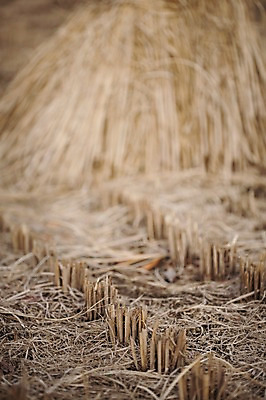 포토 JPG 주간 계절 백그라운드 겨울 한국 논 풍경 사람없음 야외 농경지 볏짚 땅 논두렁 국내포토 자연요소 아시아 농업 농장 짚 파일형식