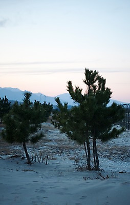 포토 JPG 나무 식물 구름 자연 하늘 산 풍경 해변 사람없음 야외 모래사장 노을 소나무 저녁 곰솔 국내포토 자연요소 바다 야간 생태계 파일형식
