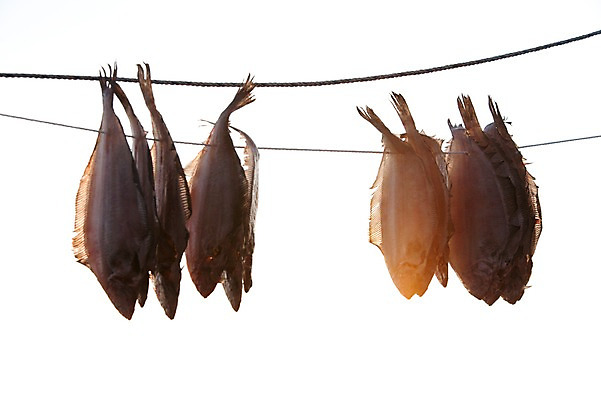 포토 JPG 건조 한국 매달리기 어류 어업 풍경 사람없음 해산물 흰배경 어촌 동해 강릉 부둣가 국내포토 산업 아시아 바다 모션 항구 수중동물 흰색 시골 강원도 파일형식 동물 나라 컬러 교통시설 교통 시설