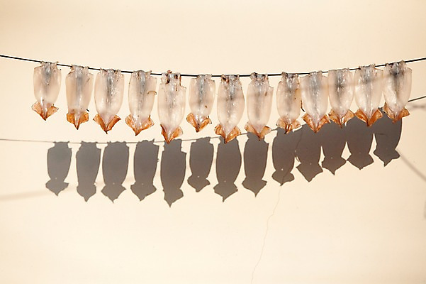 포토 JPG 건조 한국 그림자 어업 풍경 해산물 오징어 어촌 동해 강릉 부둣가 국내포토 산업 아시아 바다 연체동물 항구 수중동물 시골 강원도 파일형식