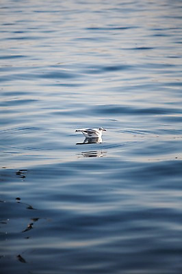 포토 JPG 주간 동물 한마리 물결 바다 날개 자연 갈매기 조류 풍경 사람없음 야외 물 반사 잡기 수면 착지 국내포토 자연요소 1 모션 생태계 파일형식