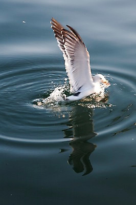 포토 JPG 주간 동물 한마리 물결 바다 날개 자연 갈매기 조류 풍경 사람없음 야외 물 반사 잡기 수면 날갯짓 착지 국내포토 자연요소 1 모션 생태계 파일형식
