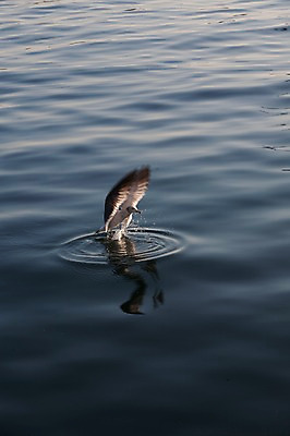 포토 JPG 주간 동물 한마리 물결 바다 날개 자연 갈매기 조류 풍경 사람없음 야외 물 반사 잡기 수면 날갯짓 착지 국내포토 자연요소 1 모션 생태계 파일형식