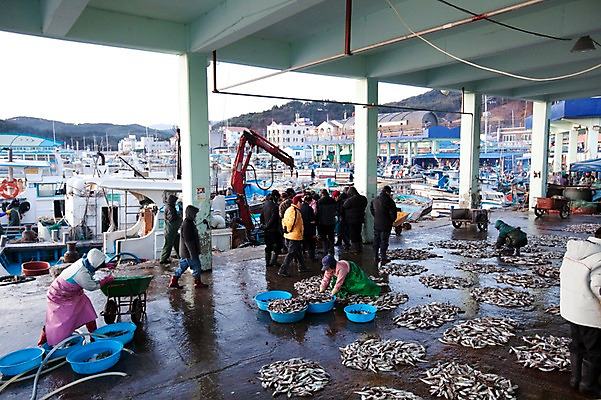 포토 JPG 주간 건축물 바다 수상교통 겨울 노동자 한국 어류 어업 사람 풍경 여러명 해변 야외 건물 항구 어선 시장 어부 상인 정박 해안도시 어촌 동해 재래시장 수산시장 어시장 선박 국내포토 자연요소 직업 계절 건축 산업 아시아 교통수단 다수 배_교통 교통시설 수중동물 시골 도시 파일형식