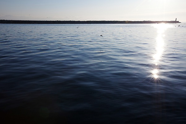 포토 JPG 주간 동물 바다 겨울 자연 갈매기 조류 한국 등대 물그림자 풍경 사람없음 야외 햇빛 방파제 동해 국내포토 자연요소 계절 공공시설 아시아 그림자 태양 생태계 파일형식
