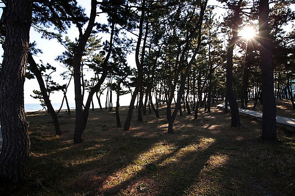포토 JPG 주간 나무 식물 바다 자연 한국 그림자 풍경 해변 사람없음 야외 햇빛 태양 산책로 소나무 숲속 숲 동해 숲길 침엽수 소나무숲 국내포토 자연요소 아시아 길 생태계 파일형식