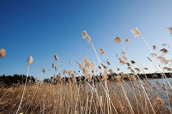 포토 JPG 주간 식물 호수 자연 하늘 한국 갈대 풍경 사람없음 야외 강 맑음 풀 갈대밭 경포호수 국내포토 자연요소 아시아 날씨 생태계 강릉 파일형식 갈대_식물